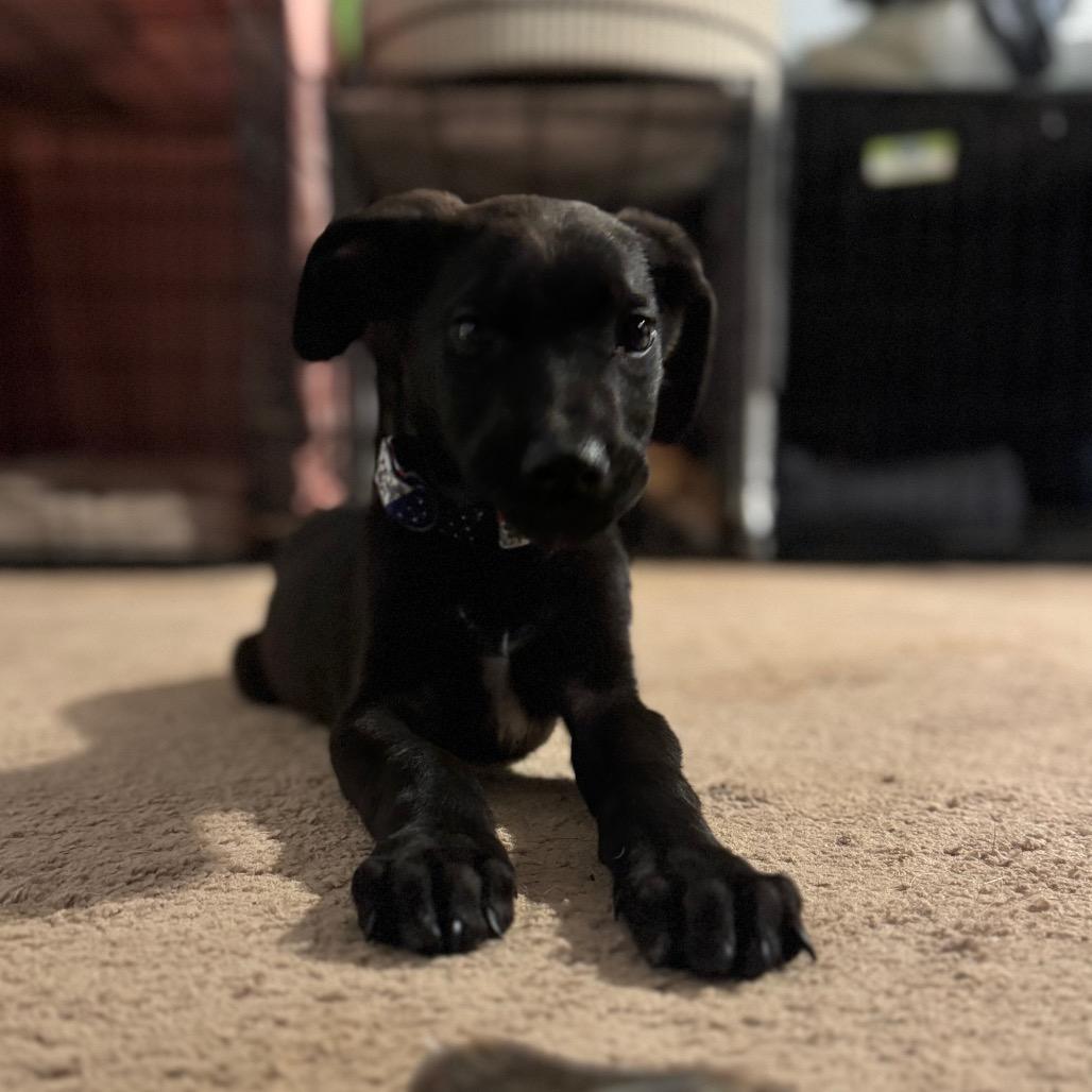 Enlarge Bizkit, a Adoptable Mixed Breed in Summerfield, NC image 4/6