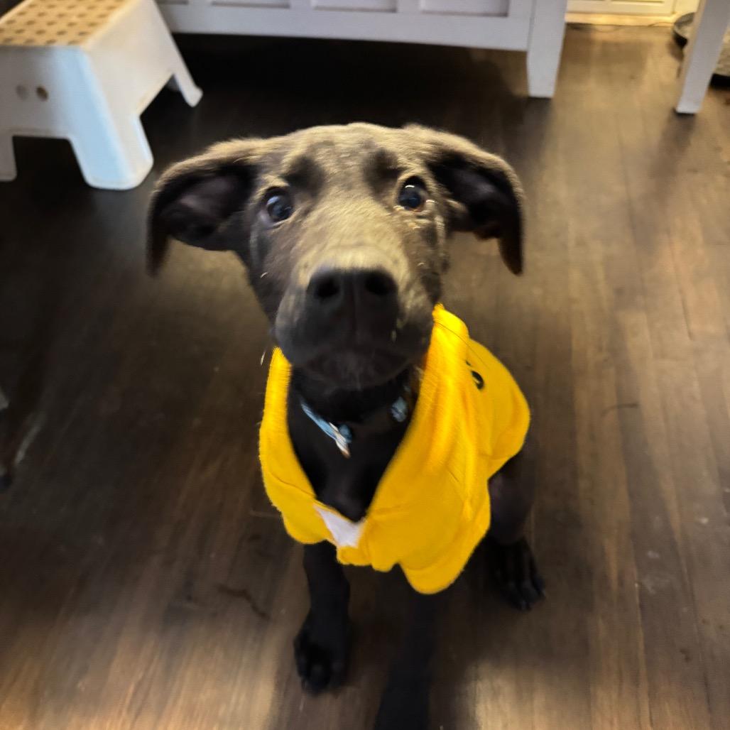 Enlarge Bizkit, a Adoptable mixed breed in Summerfield, NC image 4/6