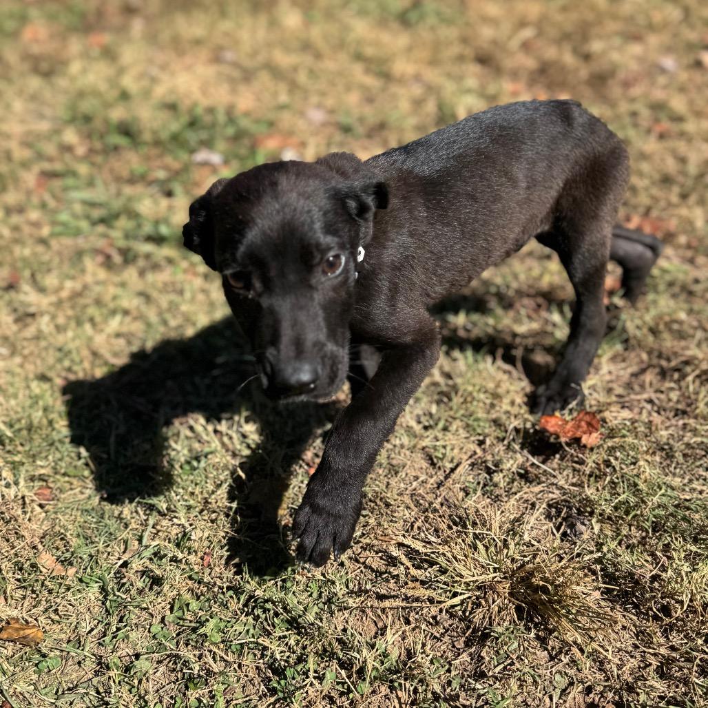Enlarge Bizkit, a Adoptable Mixed Breed in Summerfield, NC image 5/6