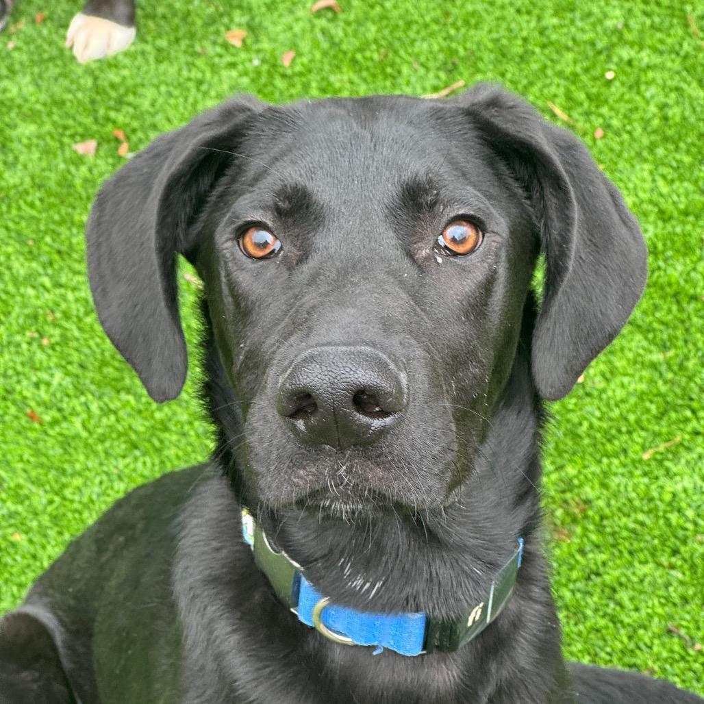 Bizkit, Adoptable, Young Male Black Labrador Retriever & Great Dane.