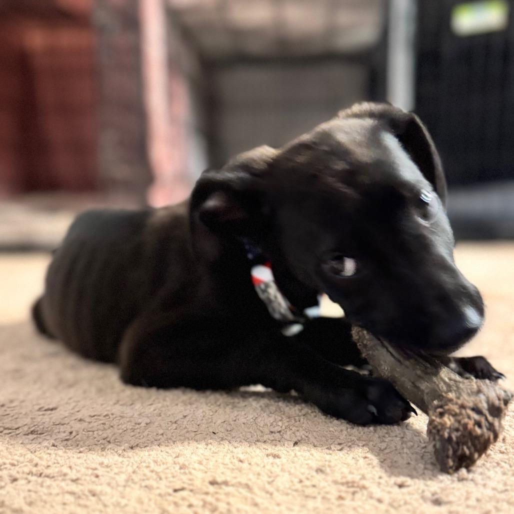 Enlarge Bizkit, a Adoptable Mixed Breed in Summerfield, NC image 6/6