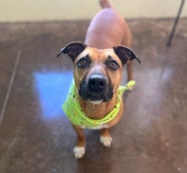 Wagtail, Adoptable, Adult Female Labrador Retriever & Boxer.