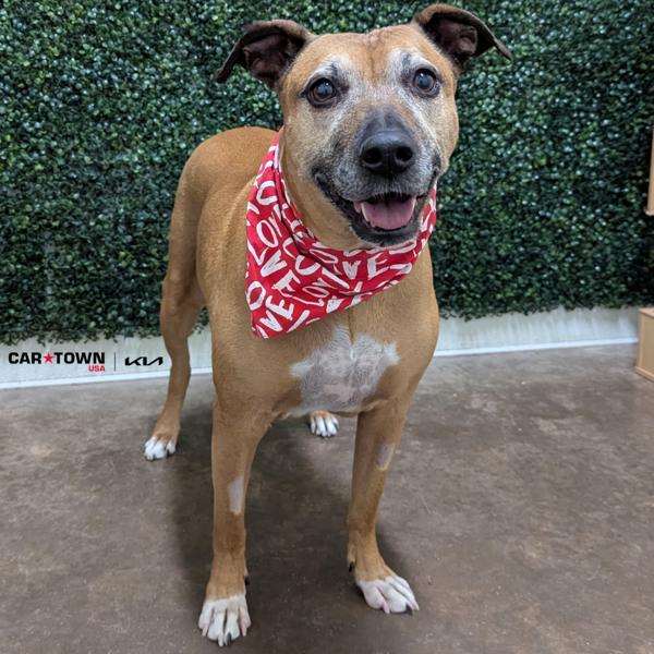 Enlarge Wagtail, a Adoptable mixed breed in Lexington, KY image 2/2