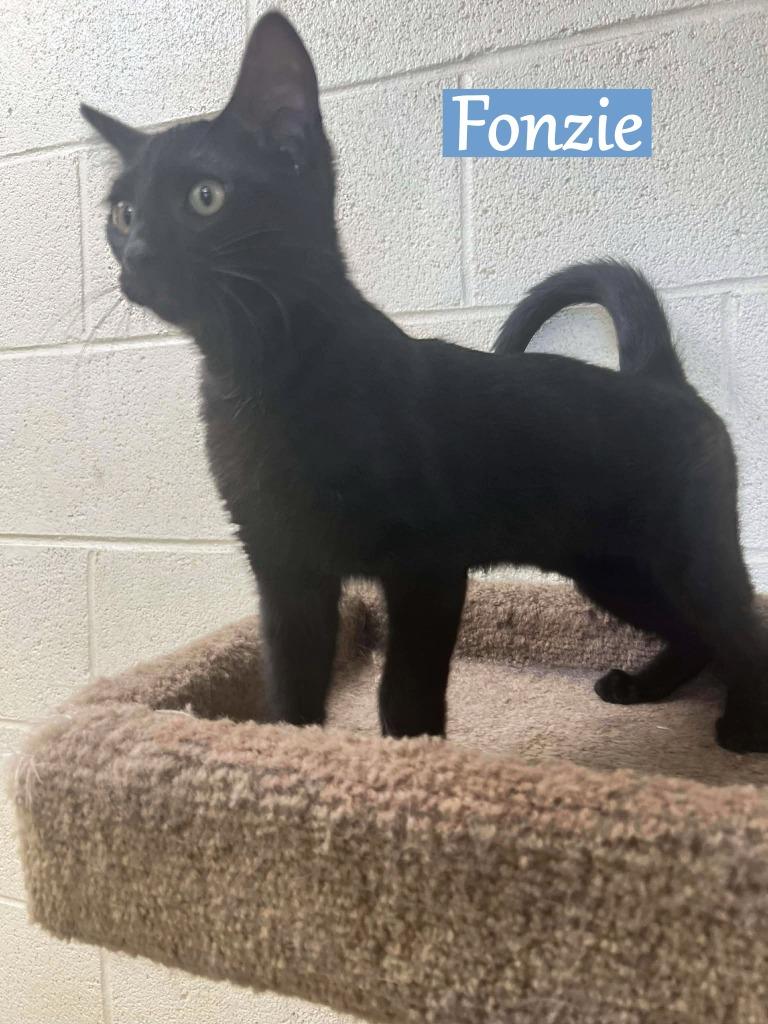 Fonzie ( Zuko), Adopted, Kitten Male Domestic Medium Hair.