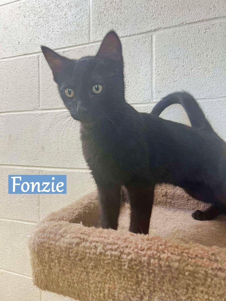 Enlarge Fonzie ( Zuko), a Adopted mixed breed in Hoover , AL image 2/2
