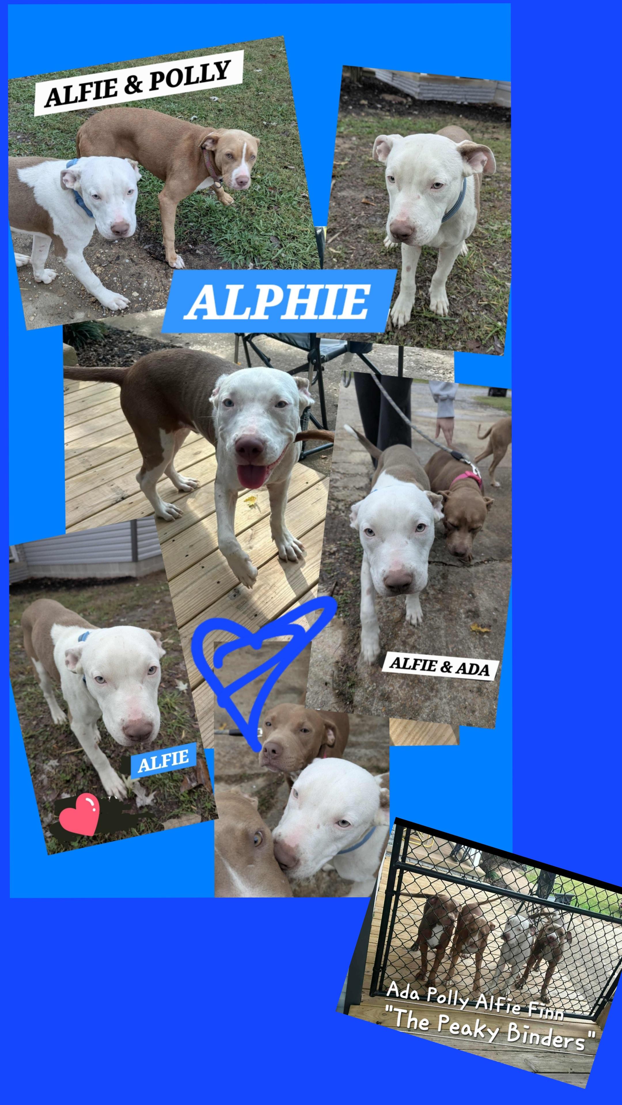 Enlarge ALFIE, a ADOPTABLE mixed breed in Jackson, TN image 1/5
