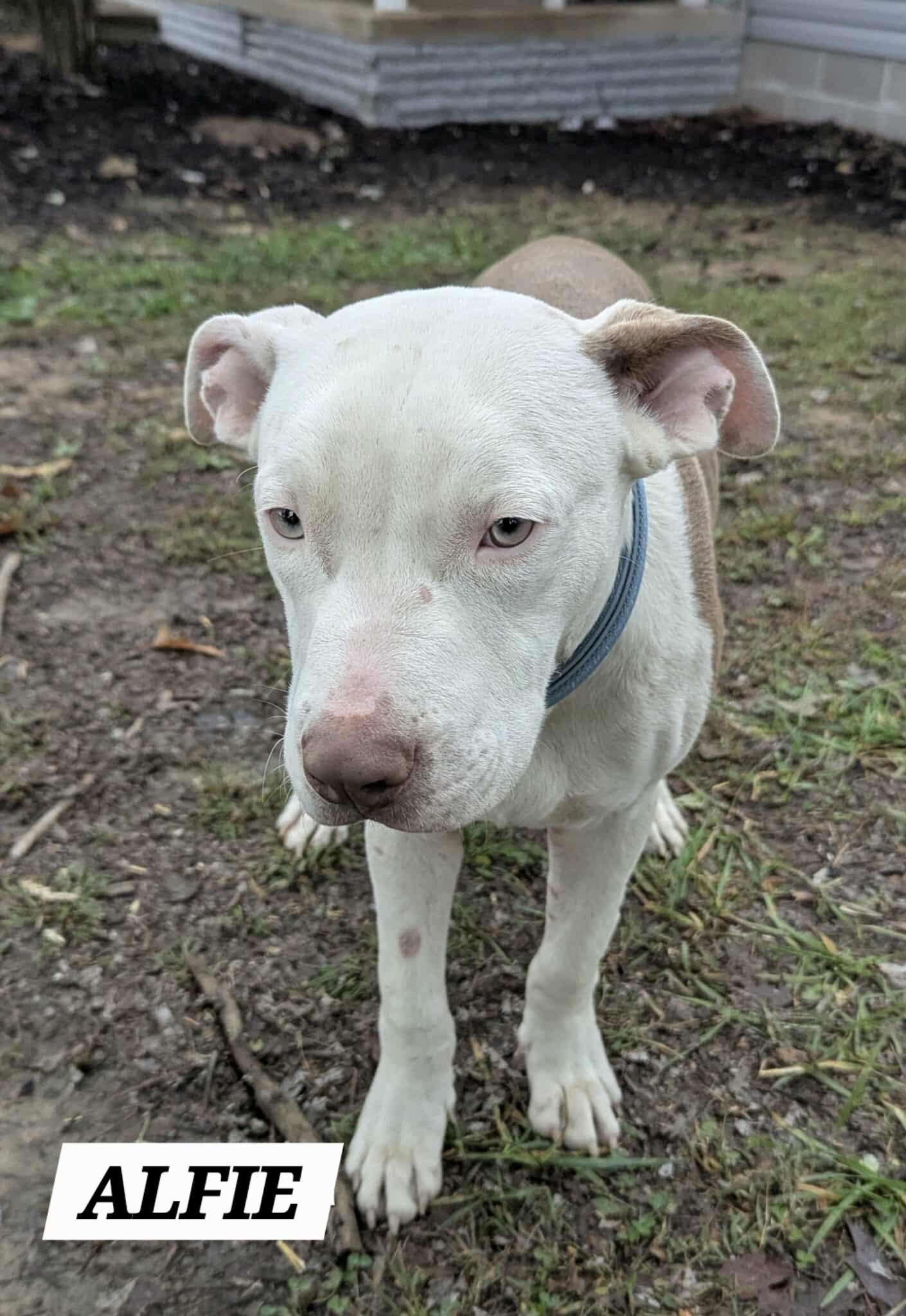 Enlarge ALFIE, a ADOPTABLE mixed breed in Jackson, TN image 3/5