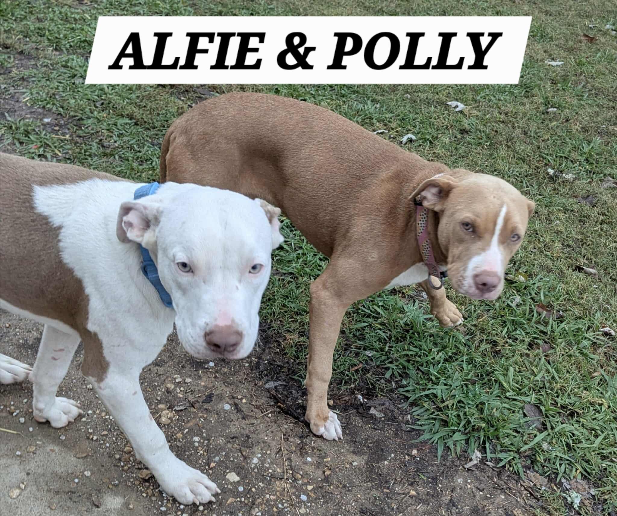 Enlarge ALFIE, a ADOPTABLE mixed breed in Jackson, TN image 4/5