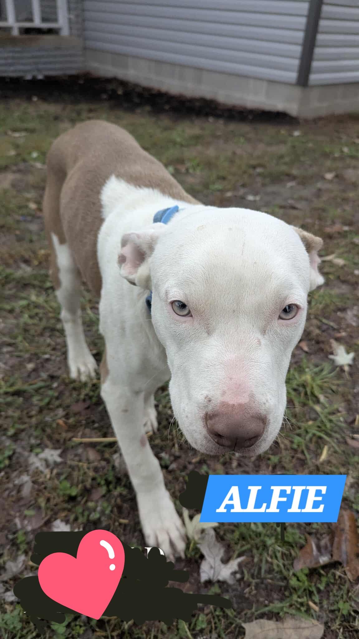 Enlarge ALFIE, a ADOPTABLE mixed breed in Jackson, TN image 2/5