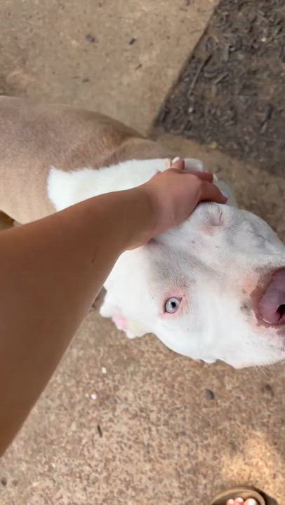 Enlarge ALFIE-Watch my video, a ADOPTABLE mixed breed in Jackson, TN video 5/5