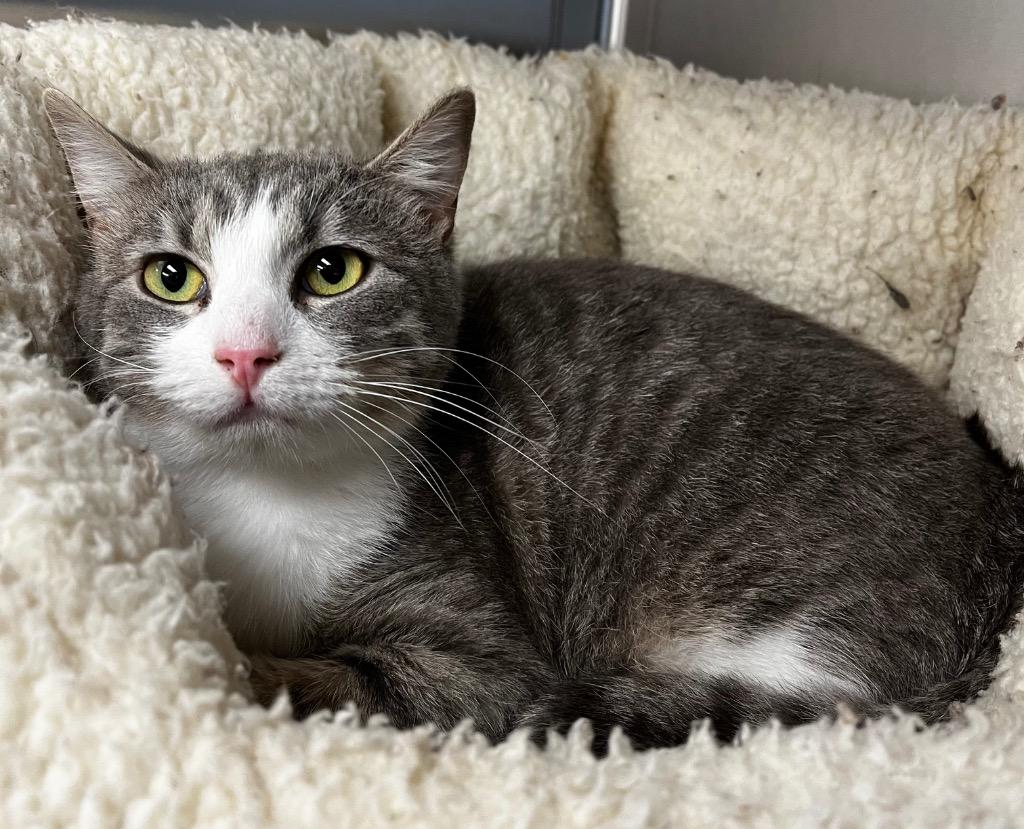 Enlarge Daisy, a Adopted mixed breed in Logan, UT image 1/1