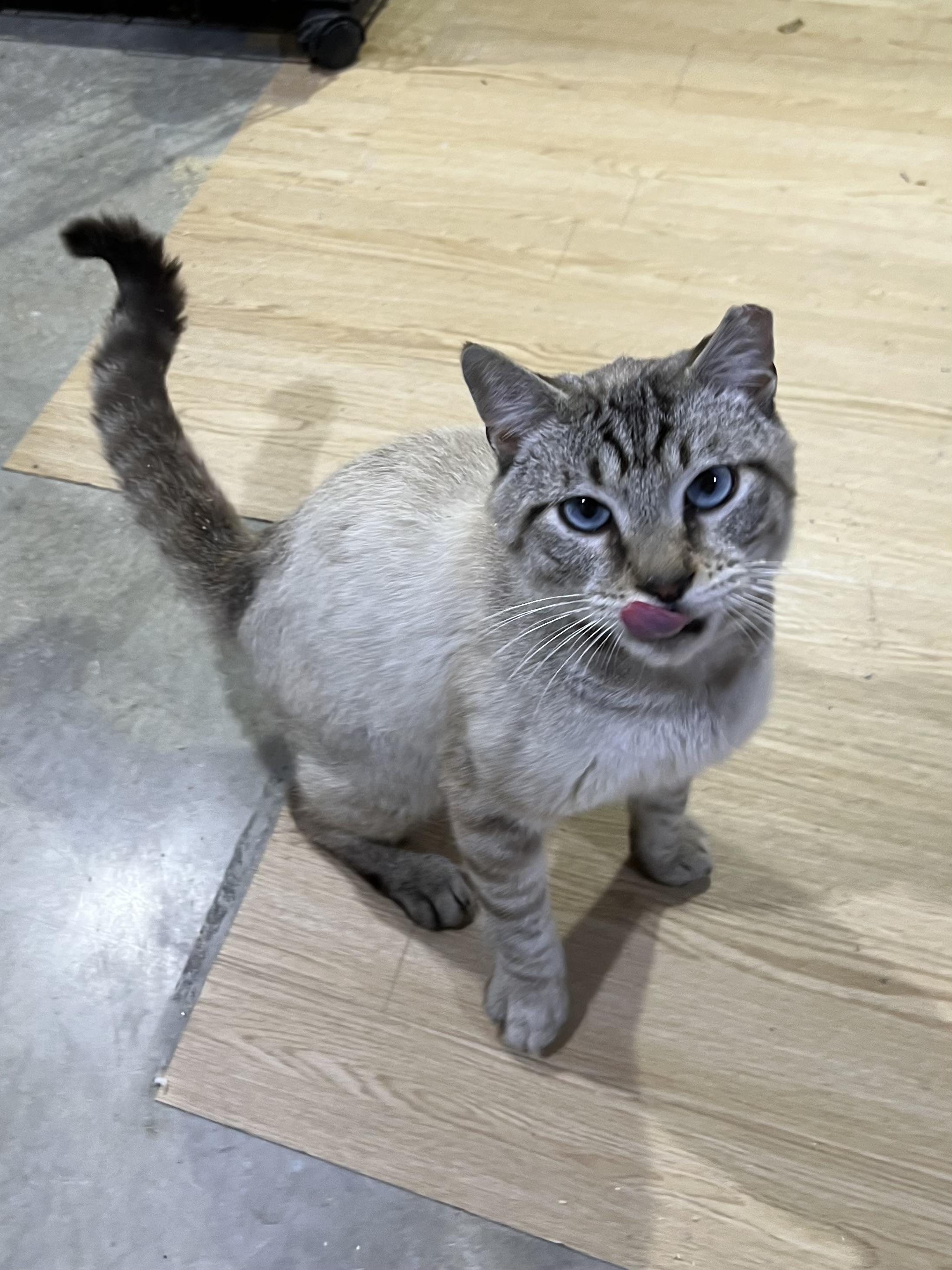 Enlarge Ludo, a Adoptable Domestic Short Hair in Brentwood, NH image 2/2