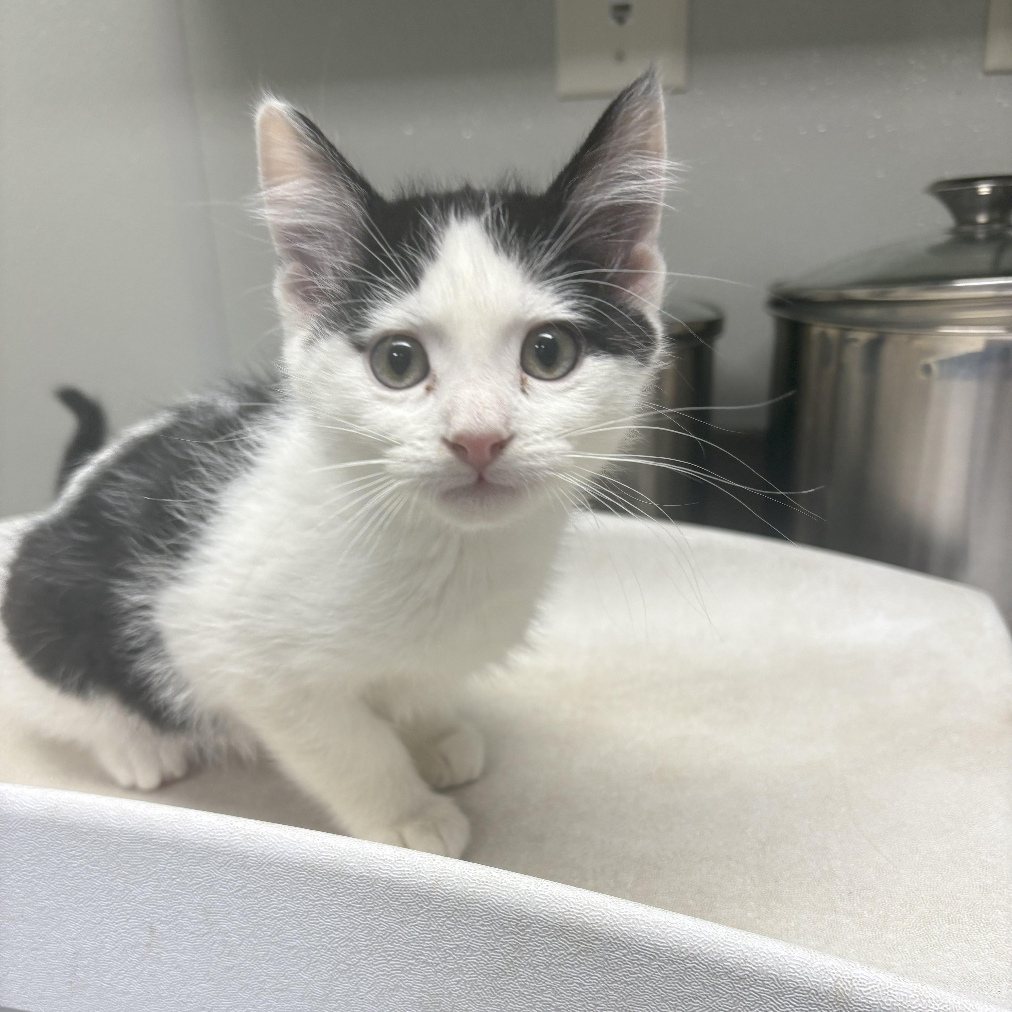 Calamity Jane, Adoptable, Young Female Domestic Short Hair.