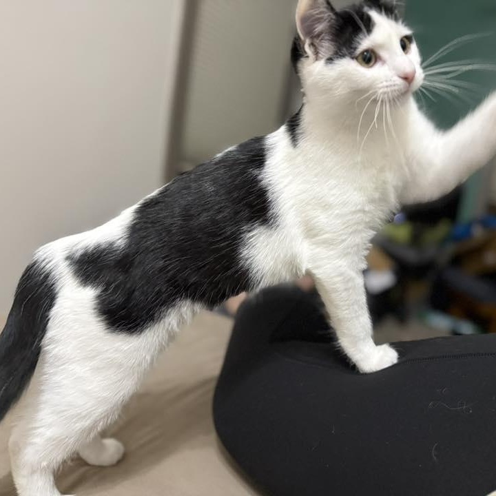 Calamity Jane, a Adoptable mixed breed in Dickinson, ND image 2/3