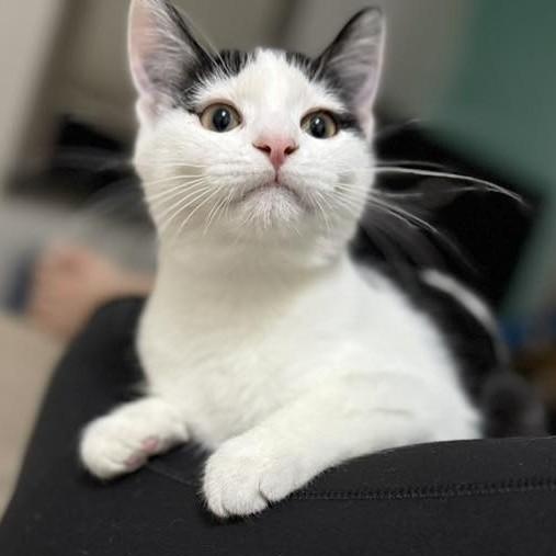 Calamity Jane, a Adoptable mixed breed in Dickinson, ND image 3/3