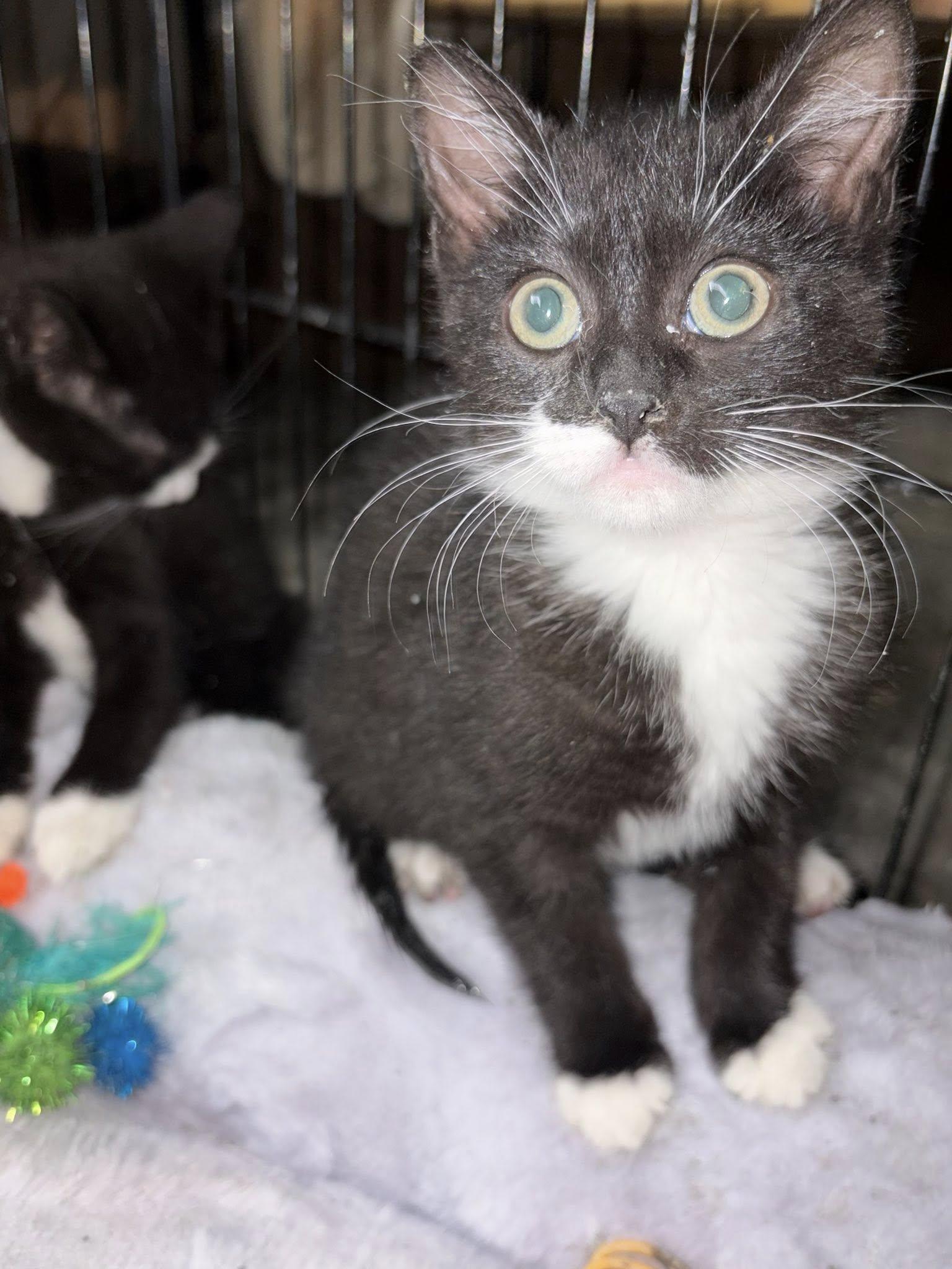 Enlarge Sassy, a ADOPTABLE Domestic Short Hair in Somerset, NJ image 1/2