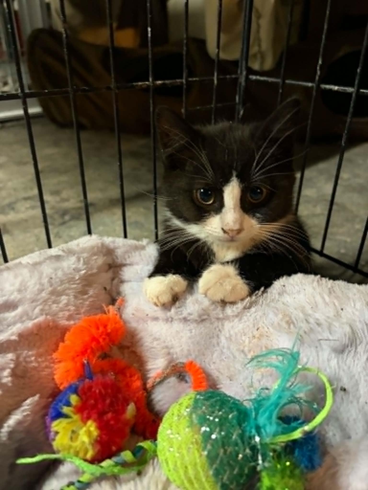 Enlarge Sassy, a ADOPTABLE Domestic Short Hair in Somerset, NJ image 2/2
