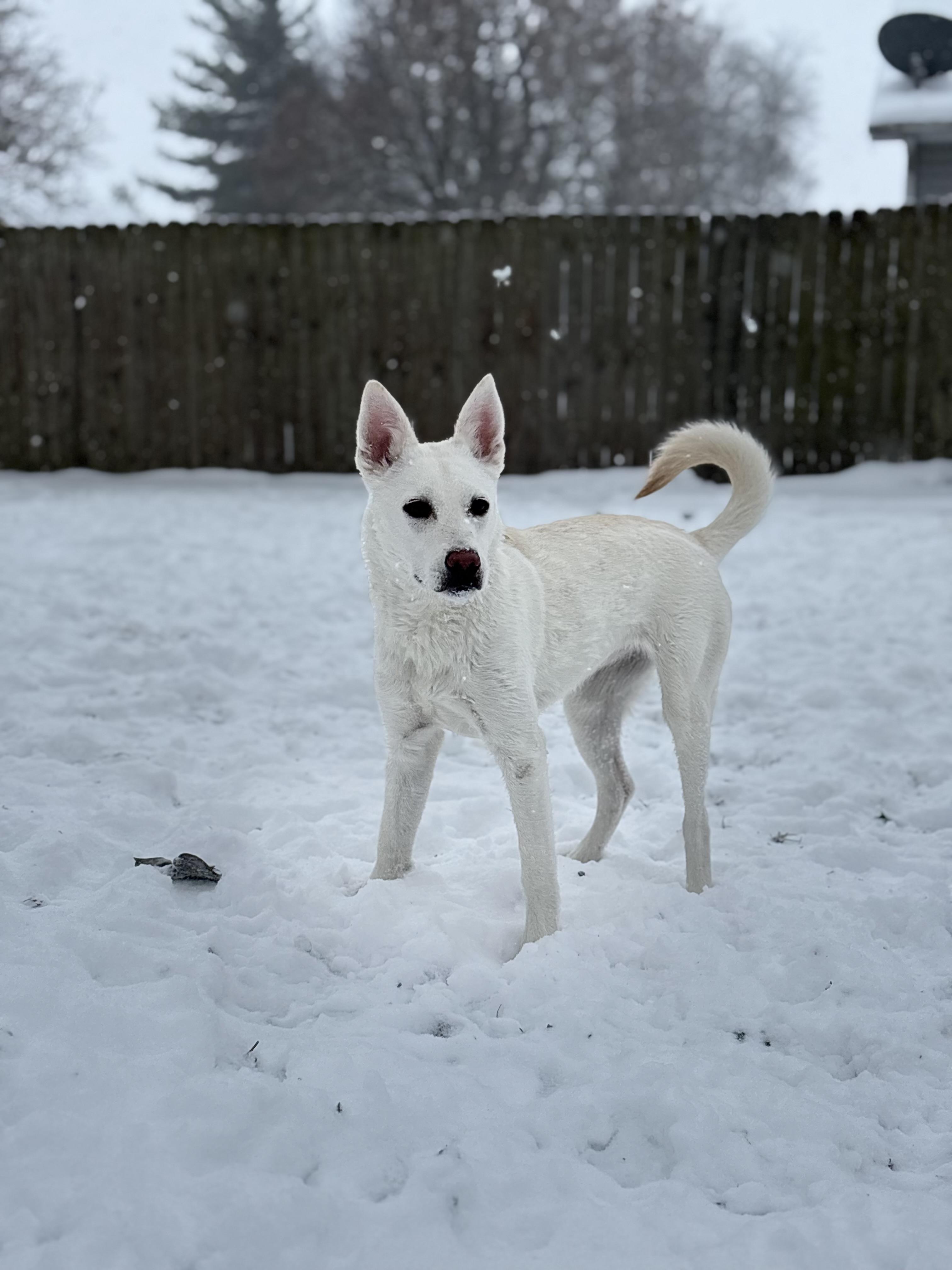 Enlarge Delta, a Adoptable mixed breed in Monticello, IL image 2/5