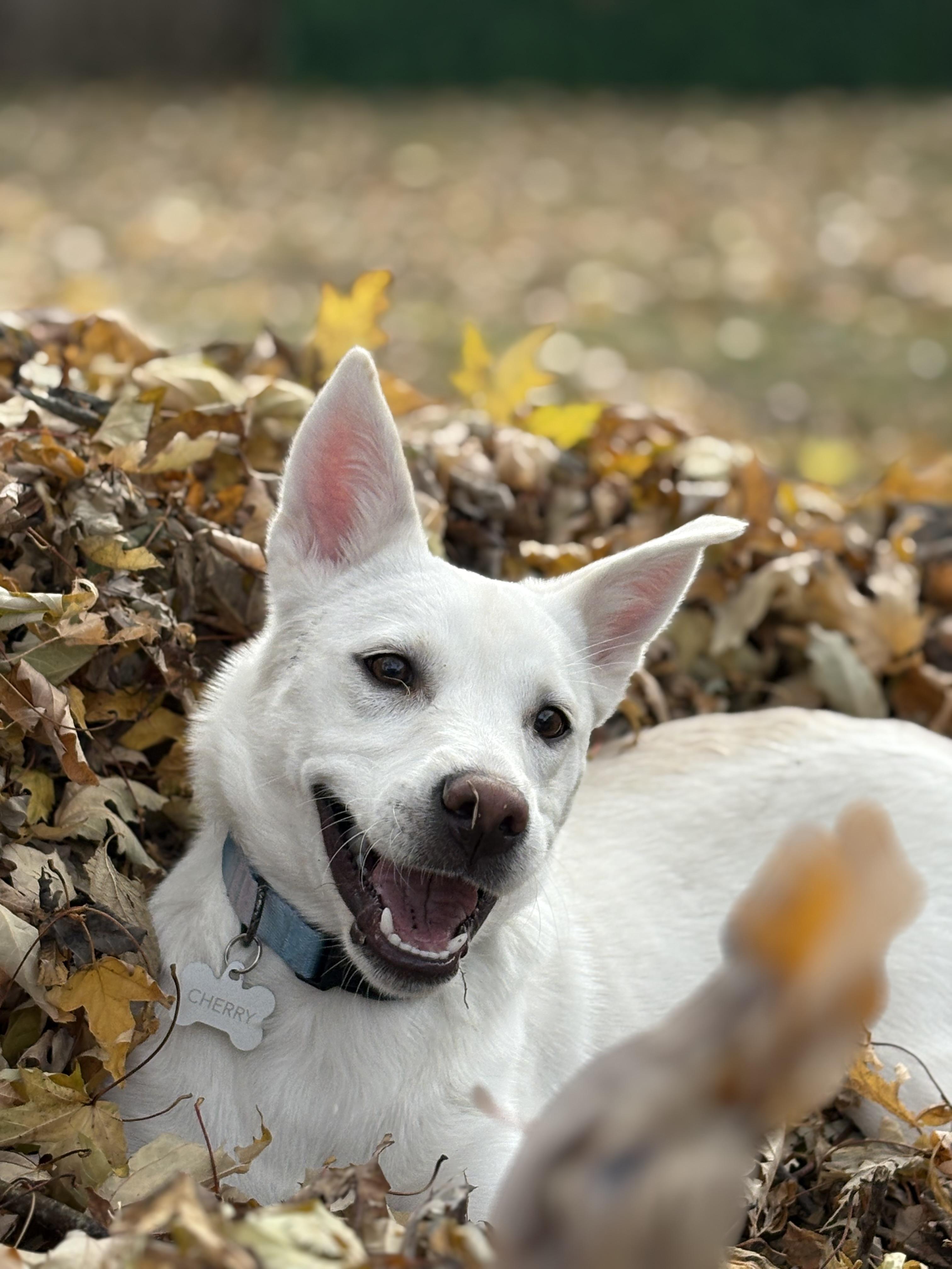 Enlarge Delta, a Adoptable mixed breed in Monticello, IL image 1/5