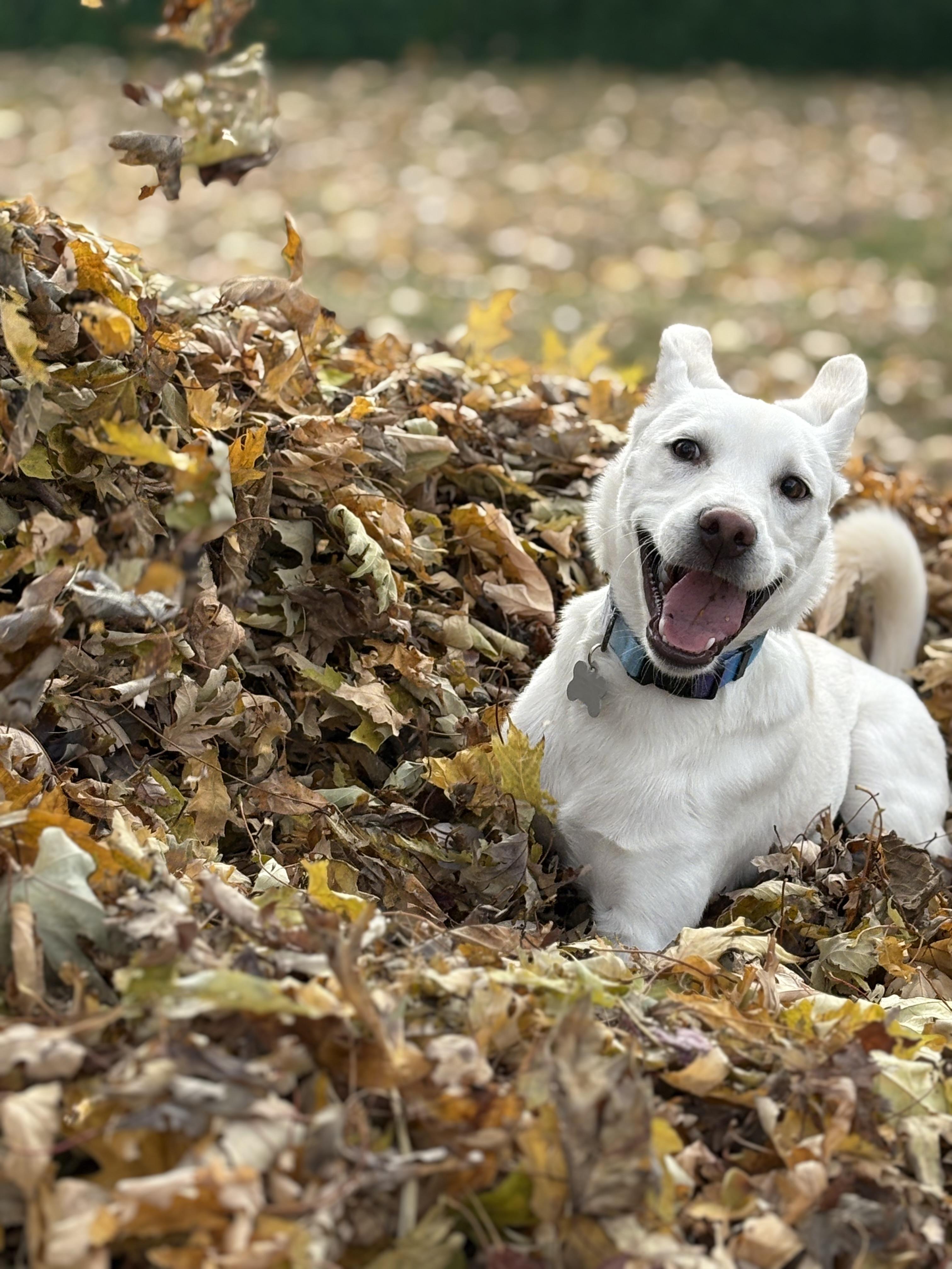 Enlarge Delta, a Adoptable mixed breed in Monticello, IL image 5/5