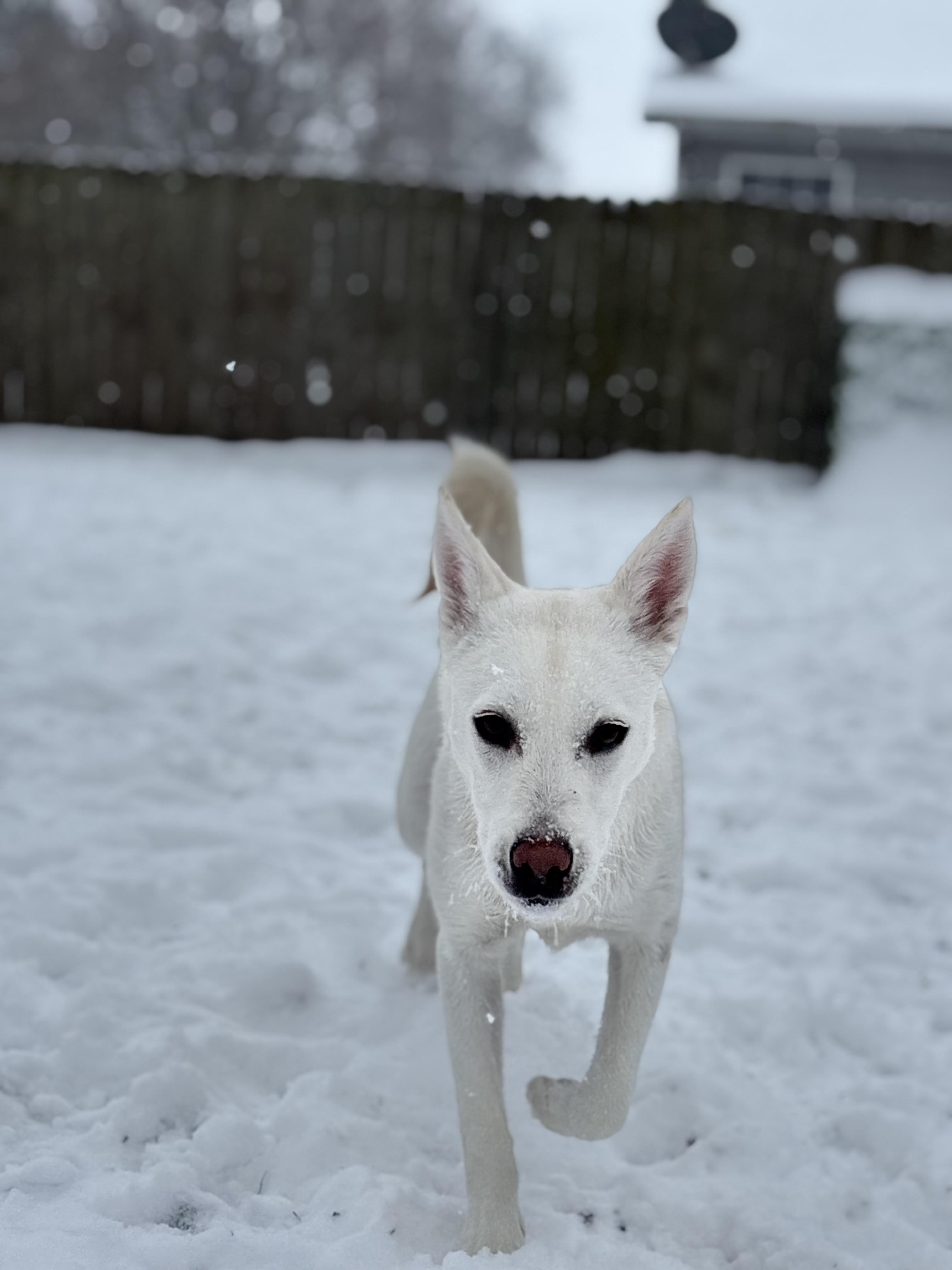 Enlarge Delta, a Adoptable mixed breed in Monticello, IL image 3/5