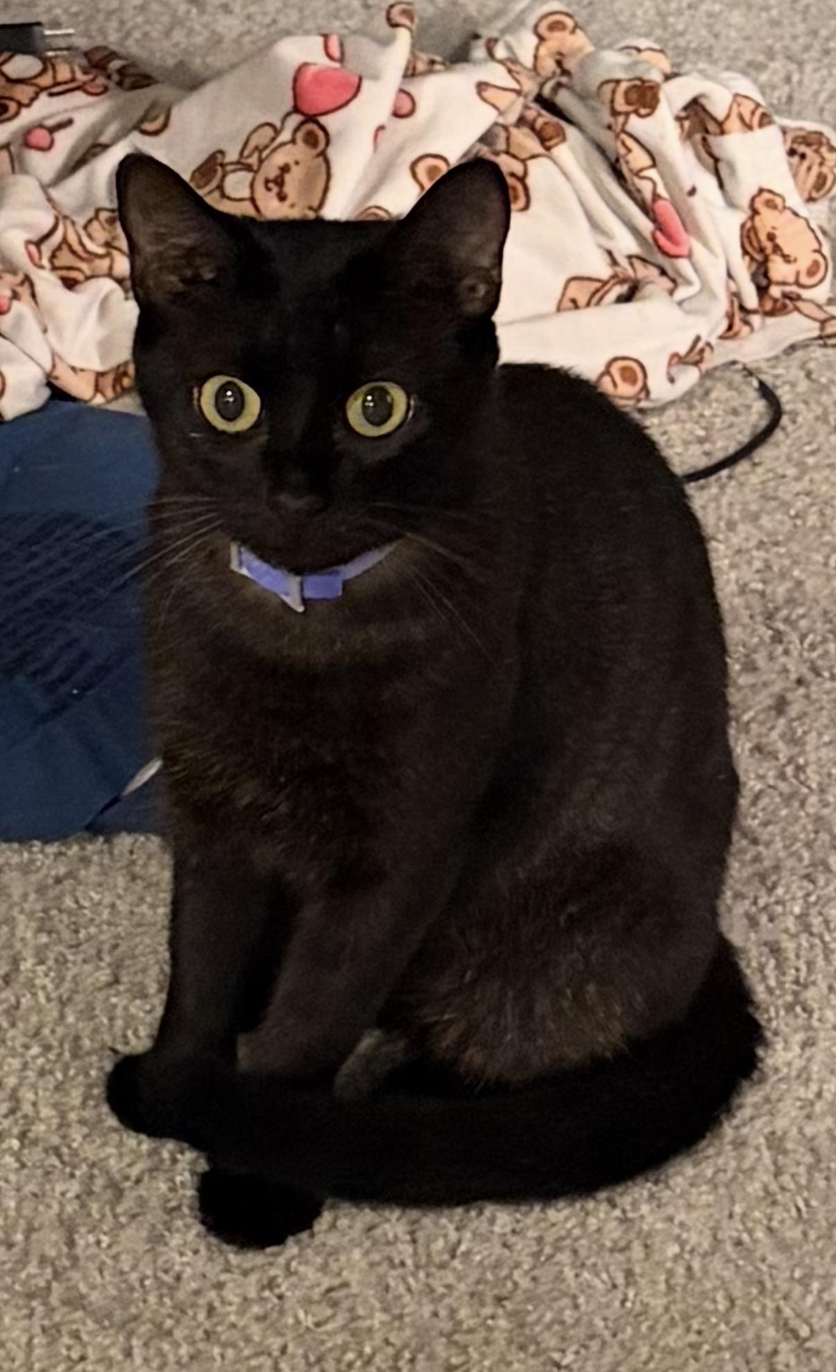 Enlarge Macy, a Adoptable Domestic Short Hair in Winder, GA image 2/2