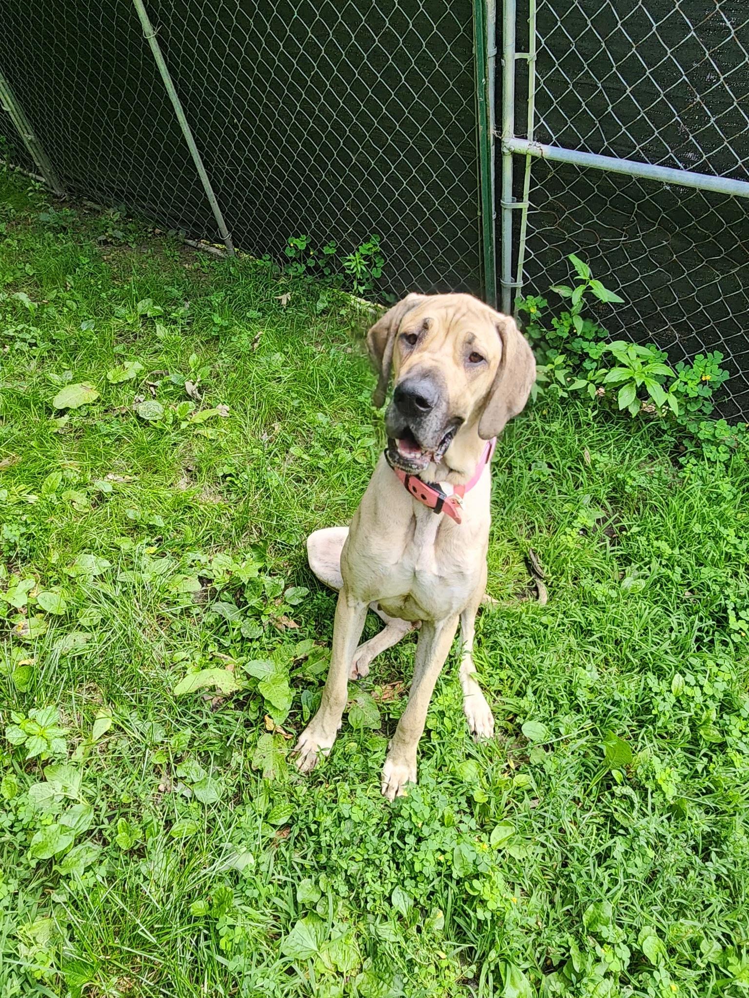Leah, Adopted, Young Female Great Dane.