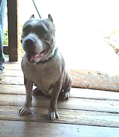 Enlarge Stella, a Adoptable mixed breed in Austin, TX image 1/2