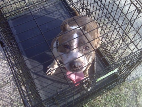 Enlarge Stella, a Adoptable mixed breed in Austin, TX image 2/2