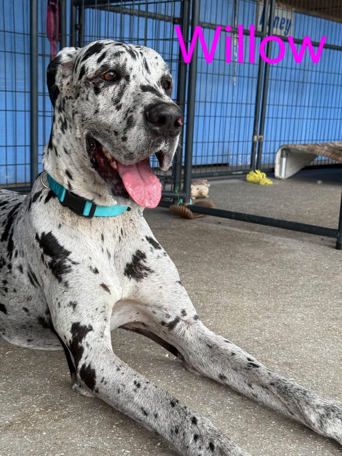 Enlarge Willow, a Adoptable Great Dane in Jupiter, FL image 1/1