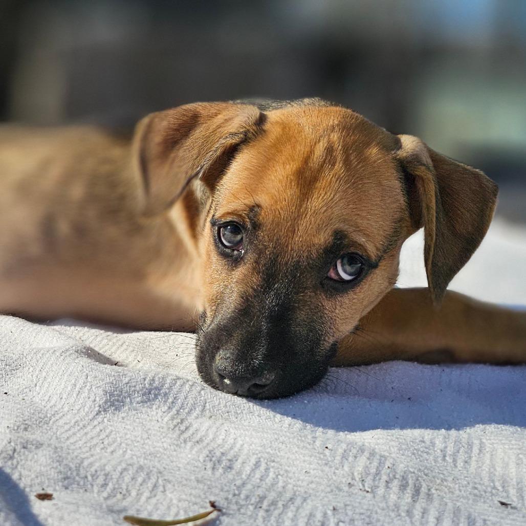 Kiro — thumbnail 2