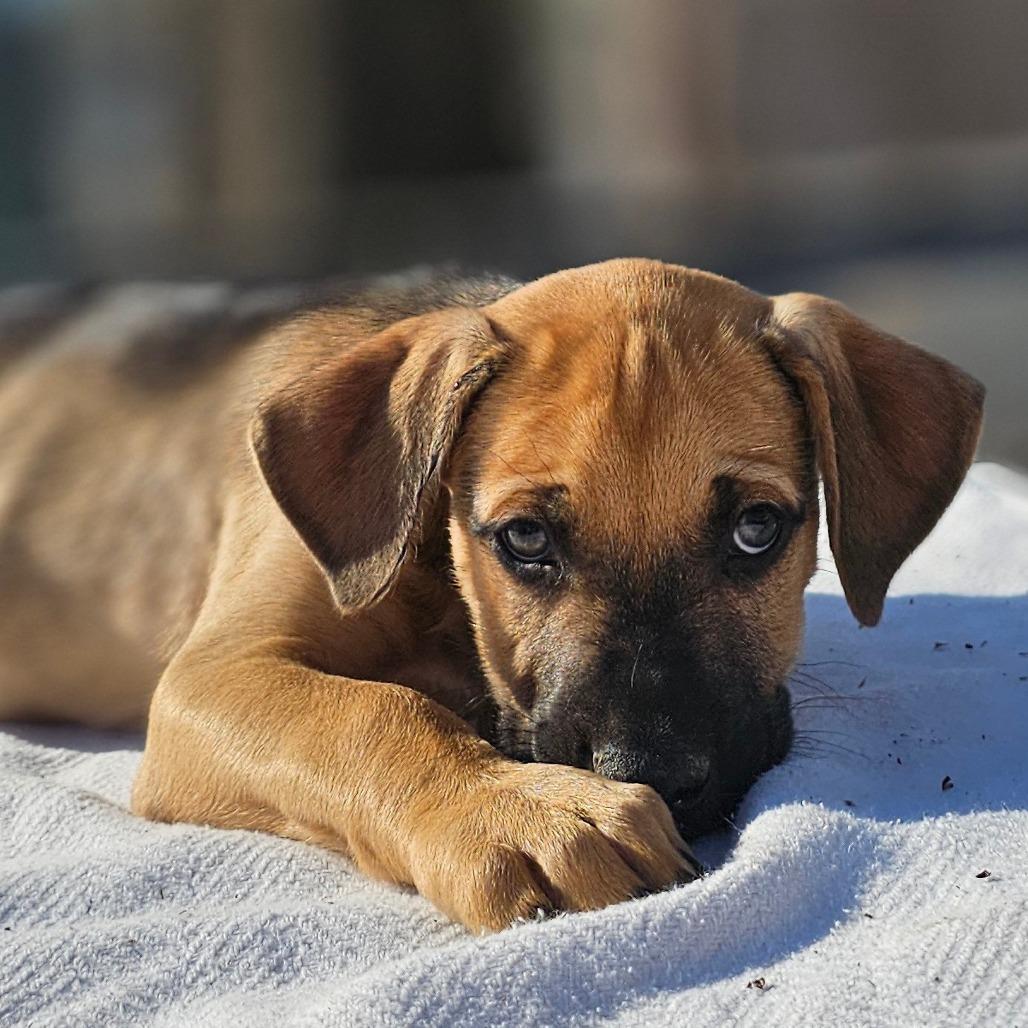 Kiro — thumbnail 3