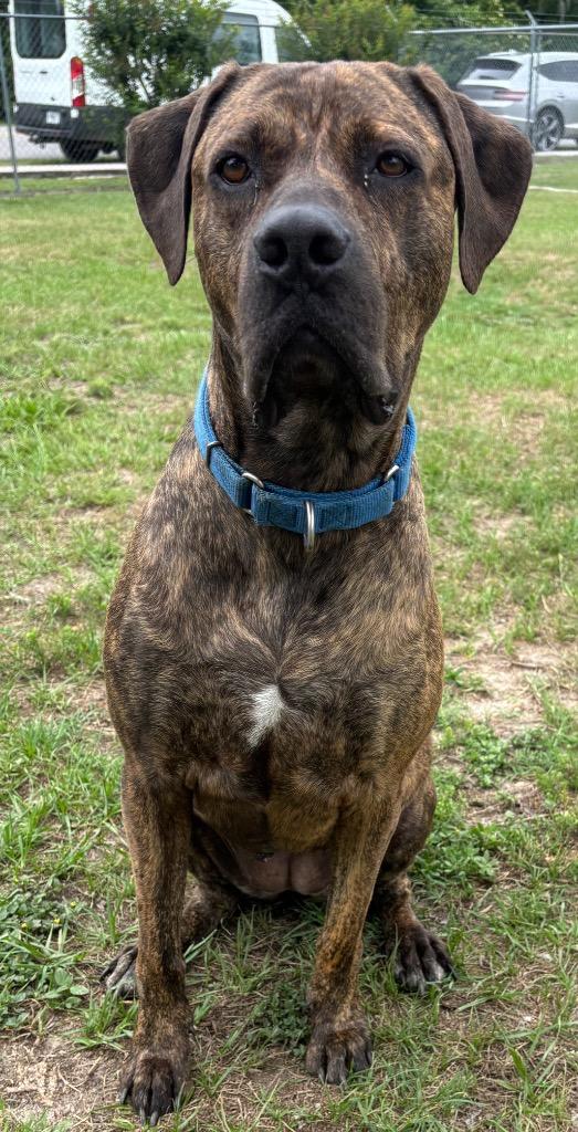 Daisy Girl, Adoptable, Adult Female Mixed Breed.