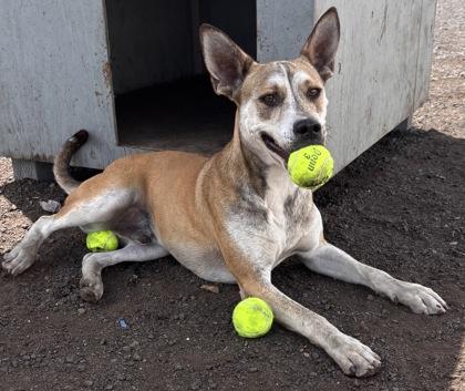 Enlarge Joker, a Adoptable Mixed Breed in Pendleton, OR image 1/3