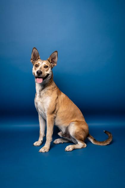 Enlarge Joker, a Adoptable Mixed Breed in Pendleton, OR image 1/3