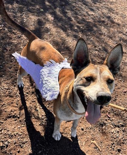 Enlarge Joker, a Adoptable Mixed Breed in Pendleton, OR image 3/3