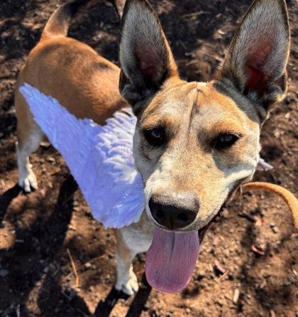 Enlarge Joker, a Adoptable Mixed Breed in Pendleton, OR image 2/3