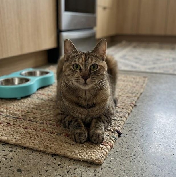 Enlarge Diamond (1 year), a ADOPTABLE Domestic Short Hair in Los Angeles, CA image 3/3
