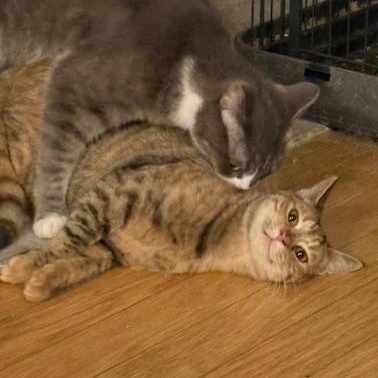 Enlarge Diamond (1 year), a ADOPTABLE Domestic Short Hair in Los Angeles, CA image 2/3
