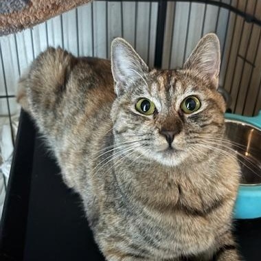 Enlarge Diamond (1 year), a ADOPTABLE Domestic Short Hair in Los Angeles, CA image 1/3