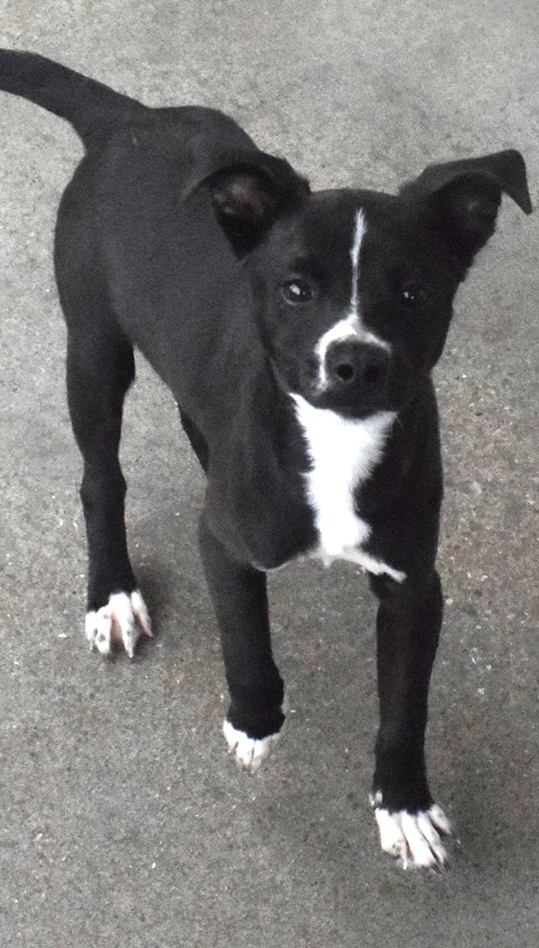 #22101, adopted, Puppy Male Terrier.