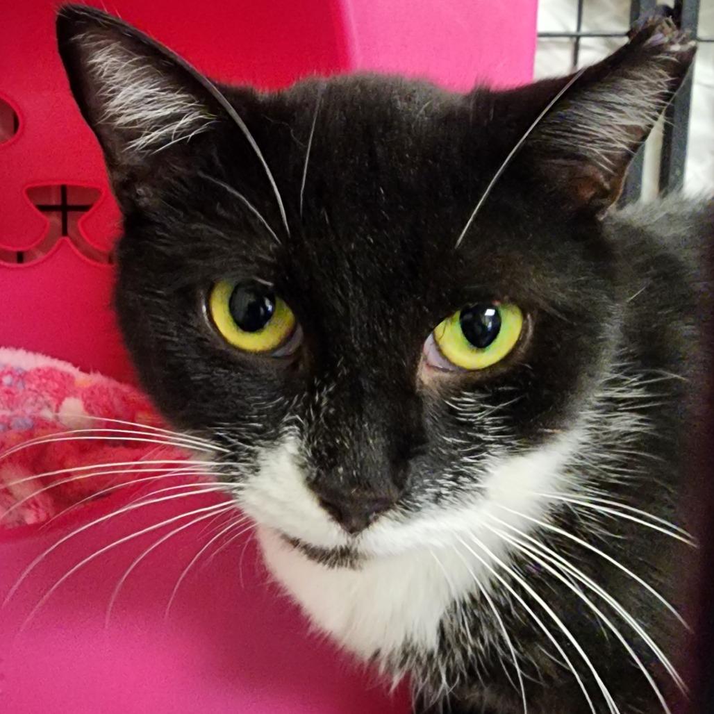 Enlarge Velvet, a Adoptable Domestic Short Hair in Columbus, NC image 1/4