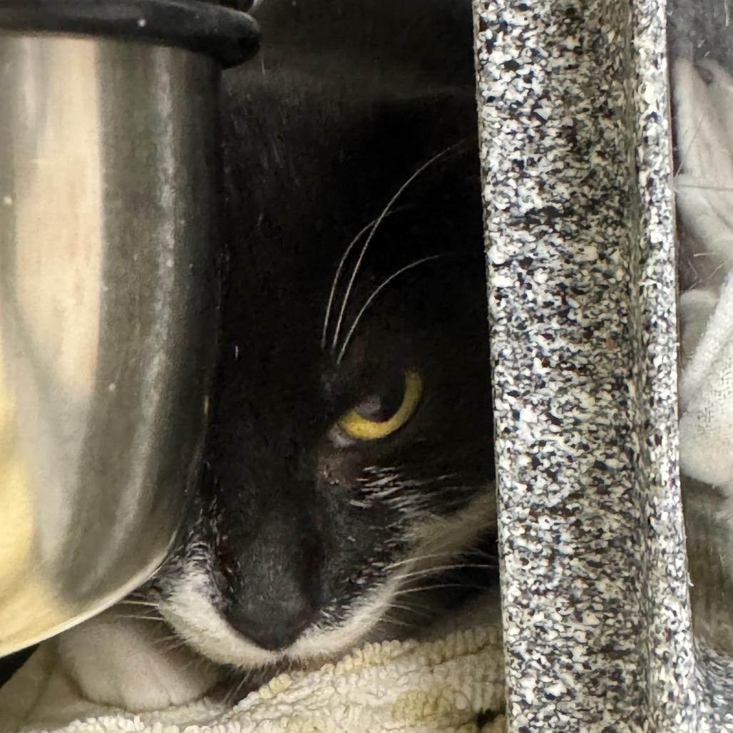 Enlarge Velvet, a Adoptable Domestic Short Hair in Columbus, NC image 2/4