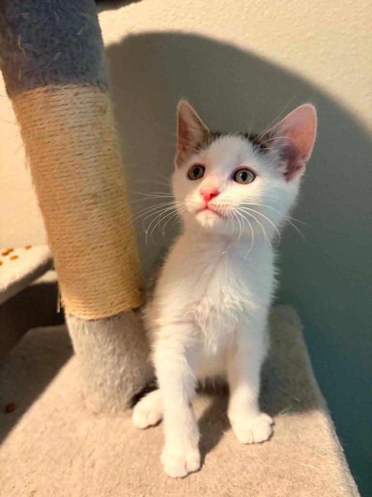 Cleo, Adoptable, Kitten Female Domestic Short Hair.