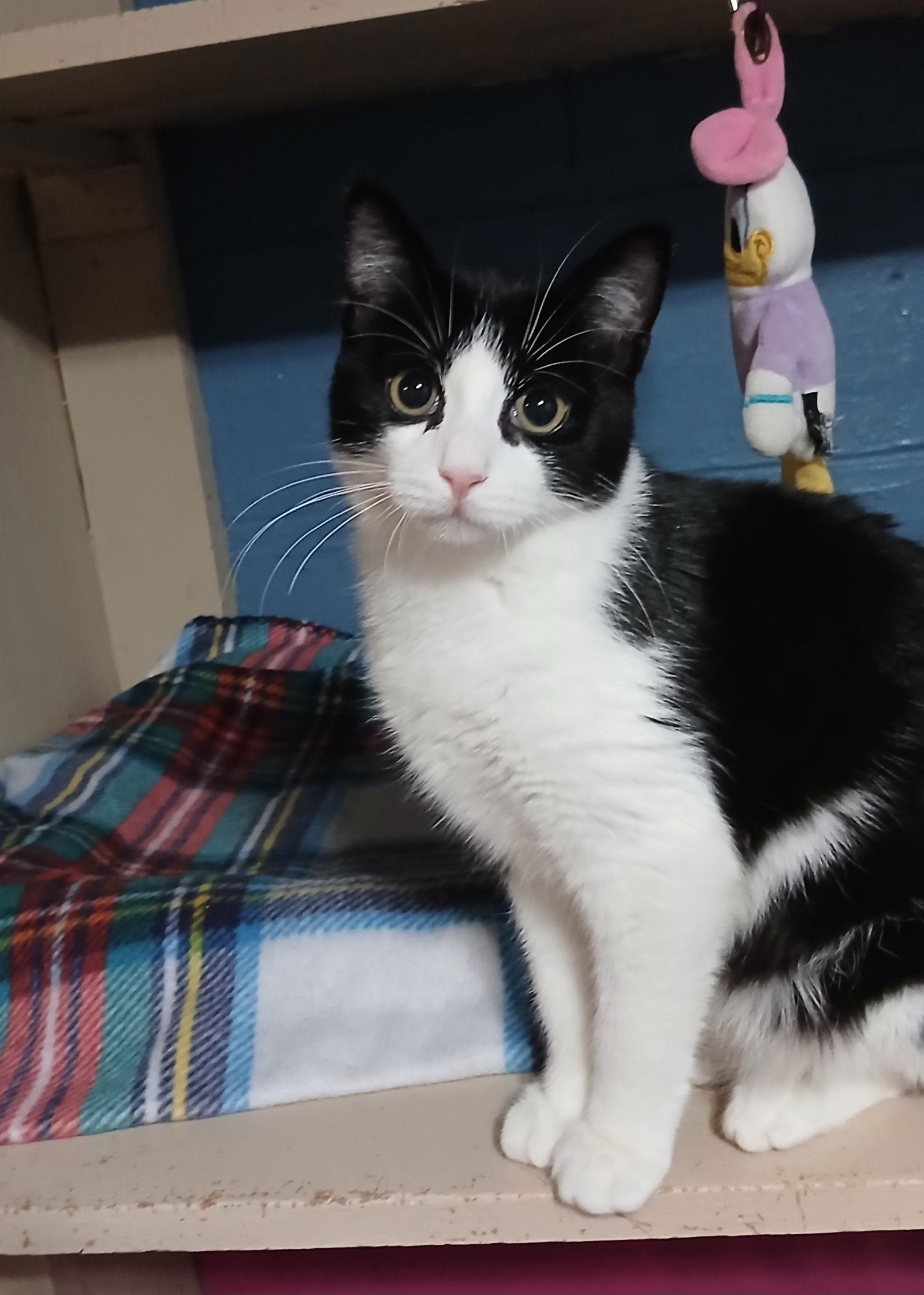 Douglas, Adoptable, Kitten Male Domestic Short Hair.