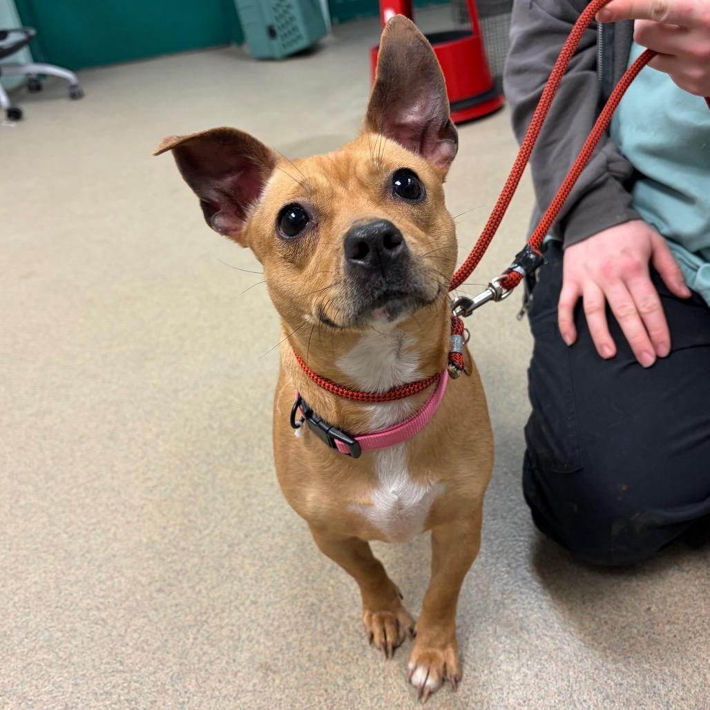 Enlarge Henny, a Adoptable Mixed Breed in Waukesha, WI image 1/1