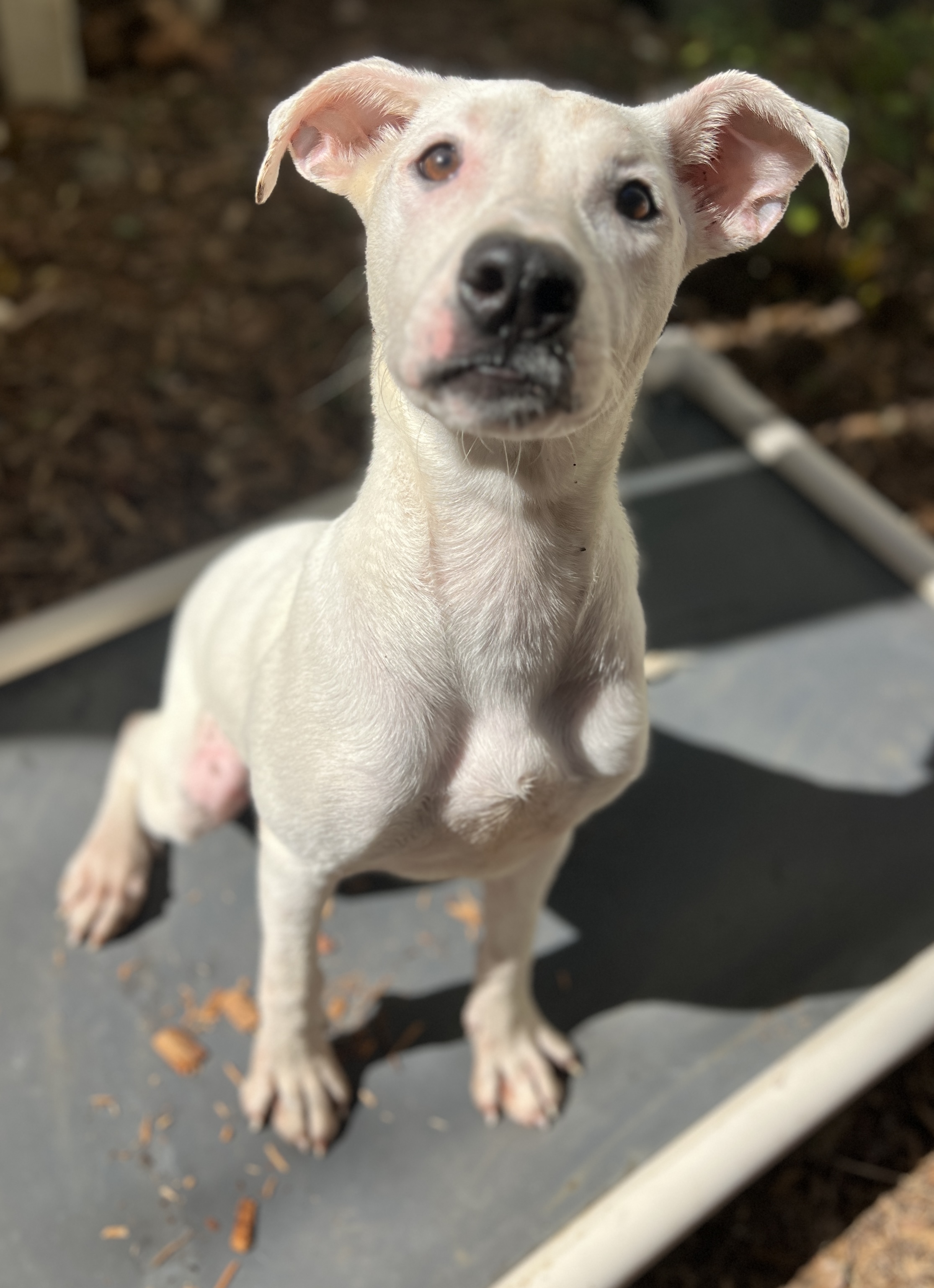 Dog for adoption Malibu (Urgent), a Labrador Retriever & Jack Russell Terrier Mix in Navarre
