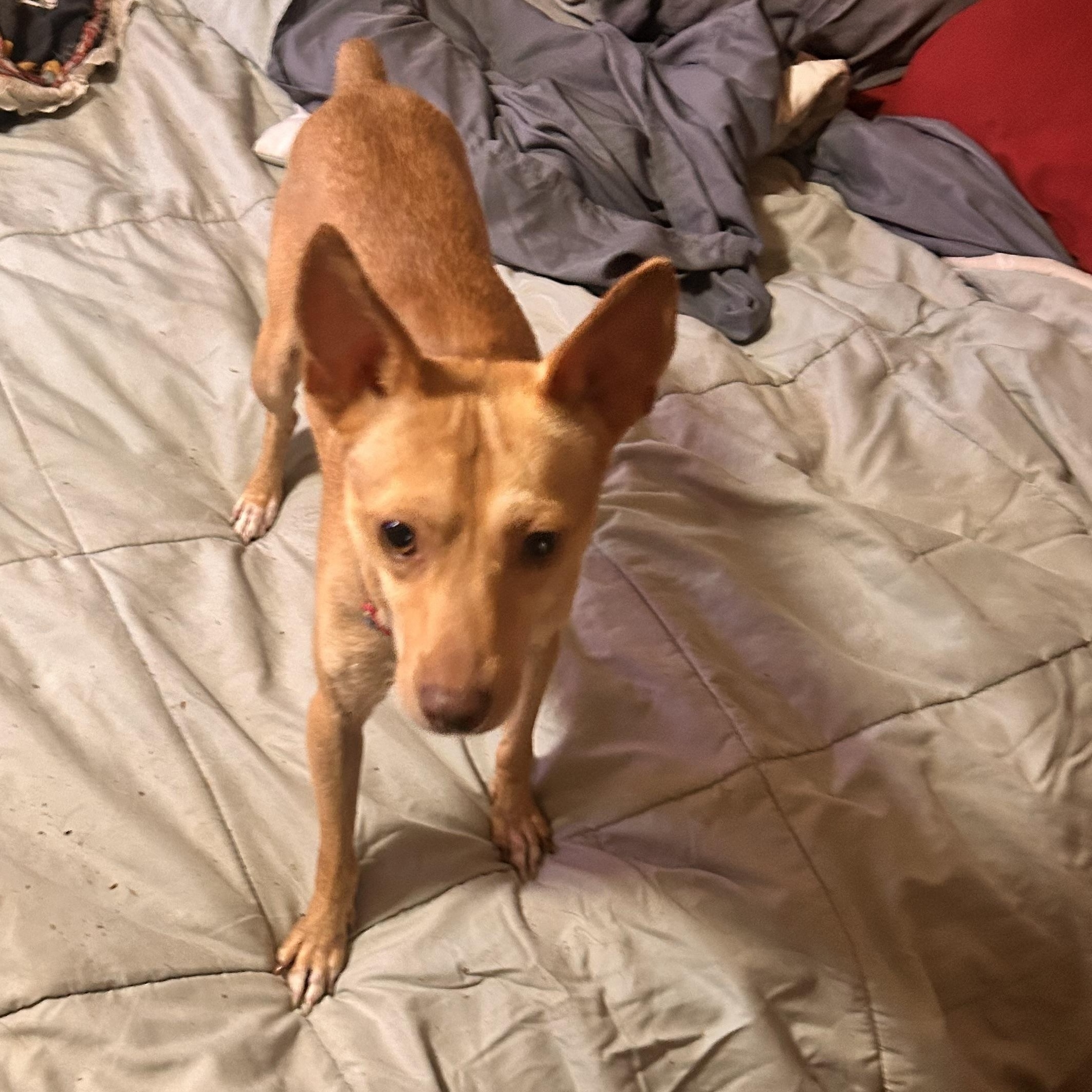Little sammy Samson, Adoptable, Adult Male Rat Terrier.