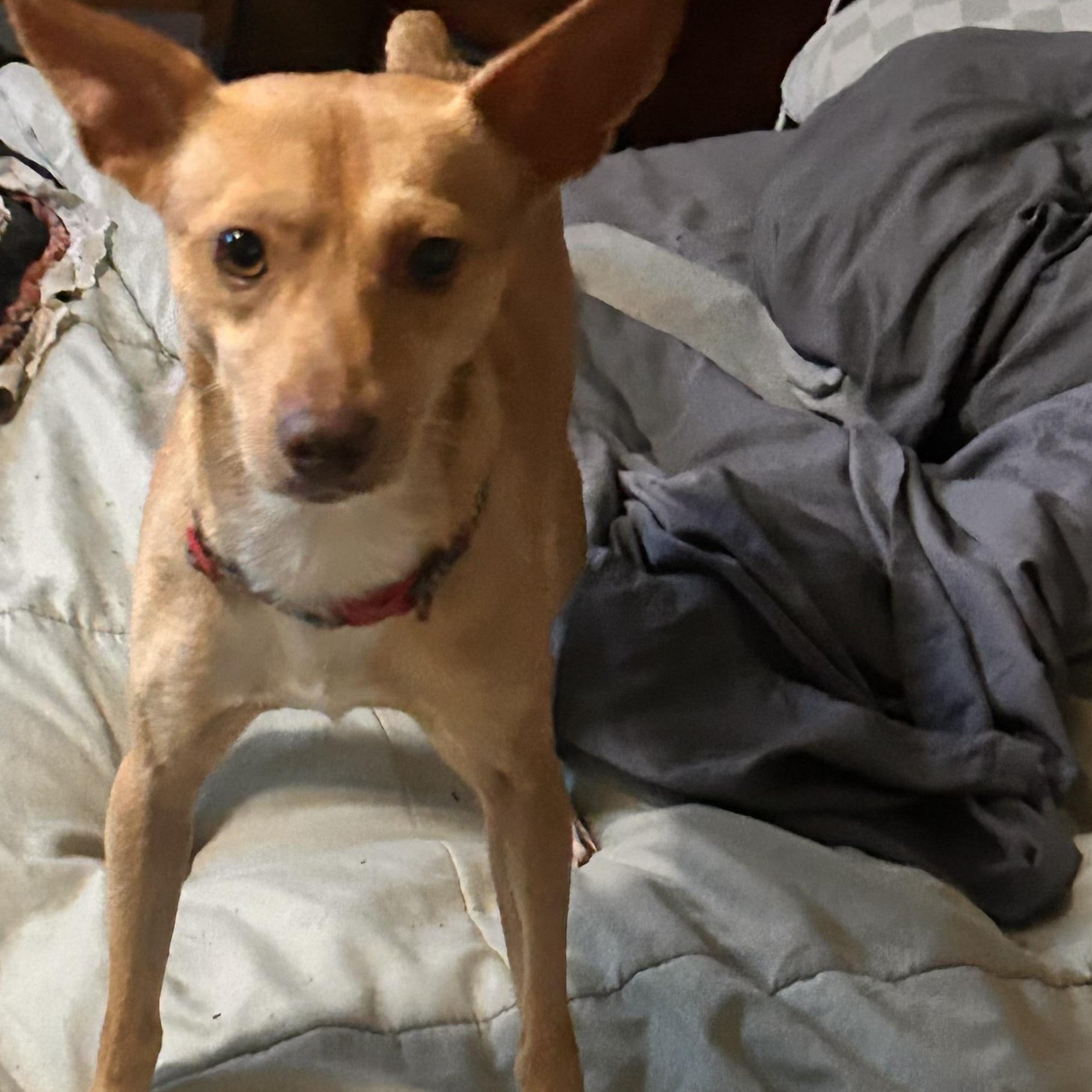 Enlarge Little sammy Samson, a Adoptable Rat Terrier in Greenfield, TN image 3/3