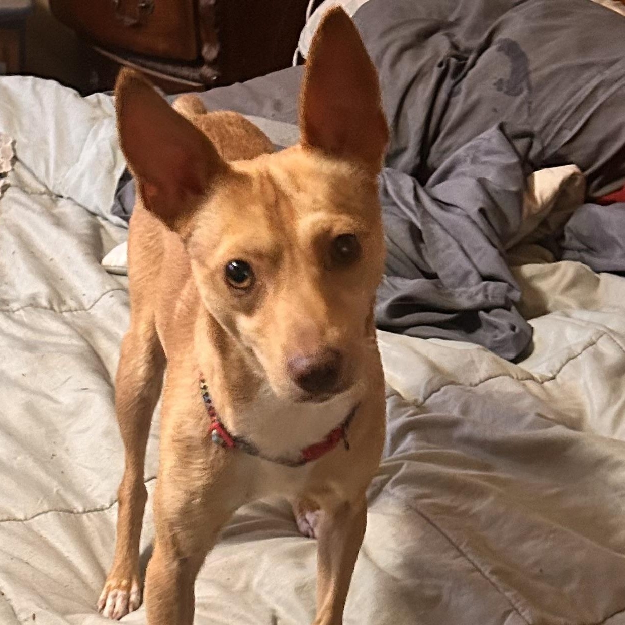 Enlarge Little sammy Samson, a Adoptable Rat Terrier in Greenfield, TN image 2/3